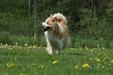 BORDER COLLIE 951